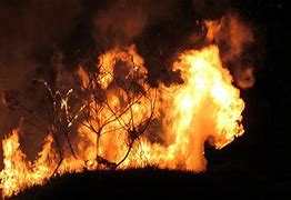 Apa Arti Mimpi Melihat Kebakaran Di Hutan