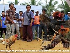 Sabung Ayam Terbesar Di Dunia